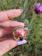 Load image into Gallery viewer, Real dogbane beetle terrarium statement ring
