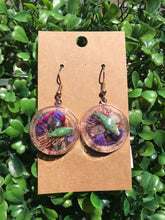 Load image into Gallery viewer, Real Gold Dust weevil terrarium earrings
