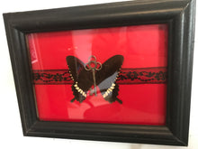 Load image into Gallery viewer, Real butterfly black red silver skeleton key entomology gift insect art curio specimen earthy handmade gothic macabre
