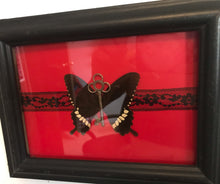 Load image into Gallery viewer, Real butterfly black red silver skeleton key entomology gift insect art curio specimen earthy handmade gothic macabre
