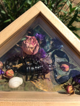 Load image into Gallery viewer, Real black scorpion with dried roses and purple statice in double glass specimen display.
