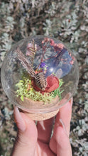 गैलरी व्यूवर में वीडियो लोड करें और चलाएं, Real hawk moth/ hummingbird moth ethically sourced terrarium curio globe 🌸🌿
