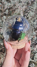 Load and play video in Gallery viewer, Real stag beetle curio terrarium globe
