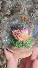 Load and play video in Gallery viewer, Real flower beetle curio terrarium globe 🪲🌸
