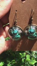 Cargar y reproducir el video en el visor de la galería, Real blue weevil terrarium earrings
