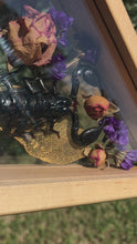 Load and play video in Gallery viewer, Real black scorpion with dried roses and purple statice in double glass specimen display.
