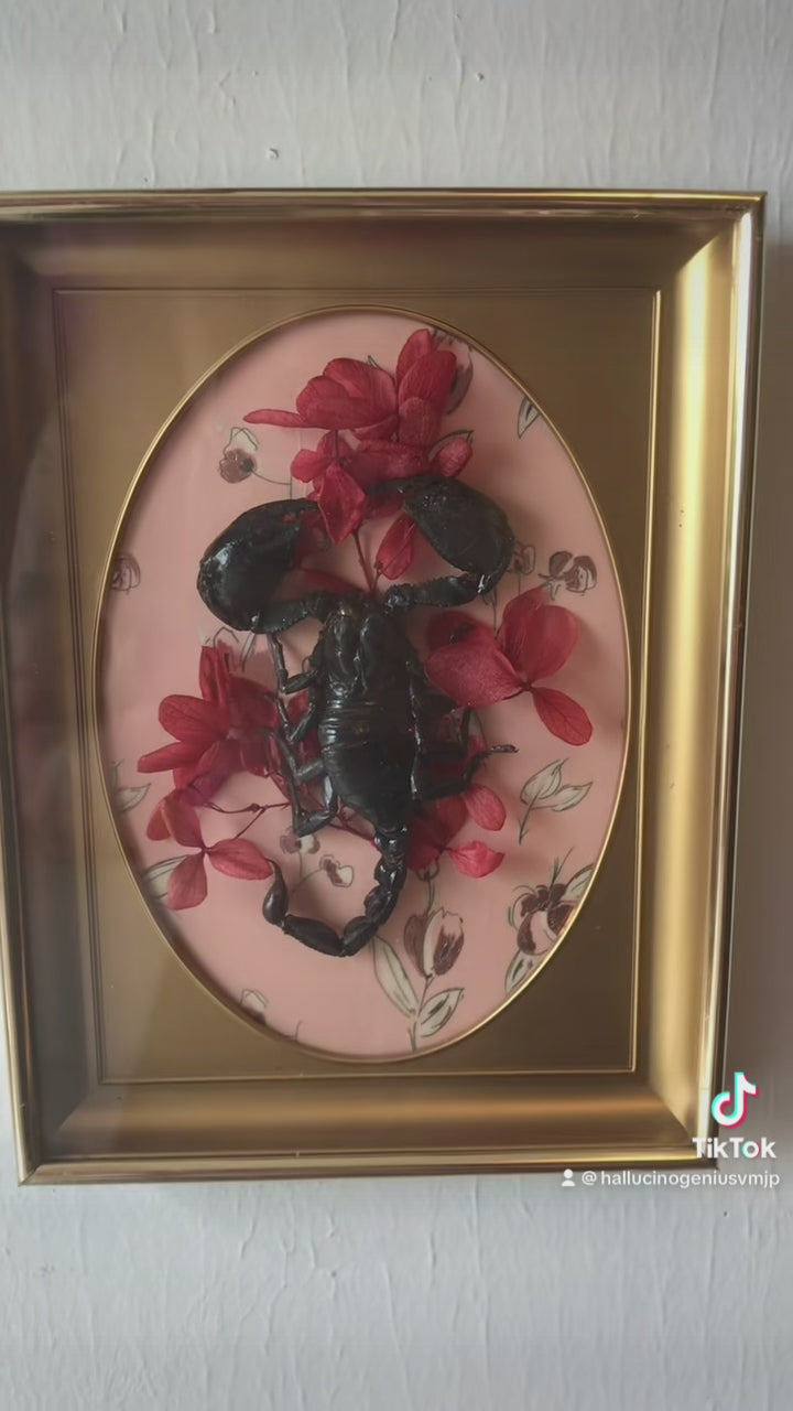 Real black scorpion framed art