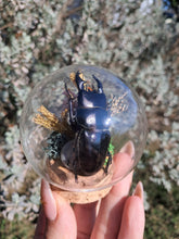 Load image into Gallery viewer, Real stag beetle curio terrarium globe
