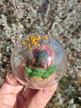 Load image into Gallery viewer, Real flower beetle curio terrarium globe 🪲🌸
