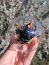 Load image into Gallery viewer, Real stag beetle curio terrarium globe
