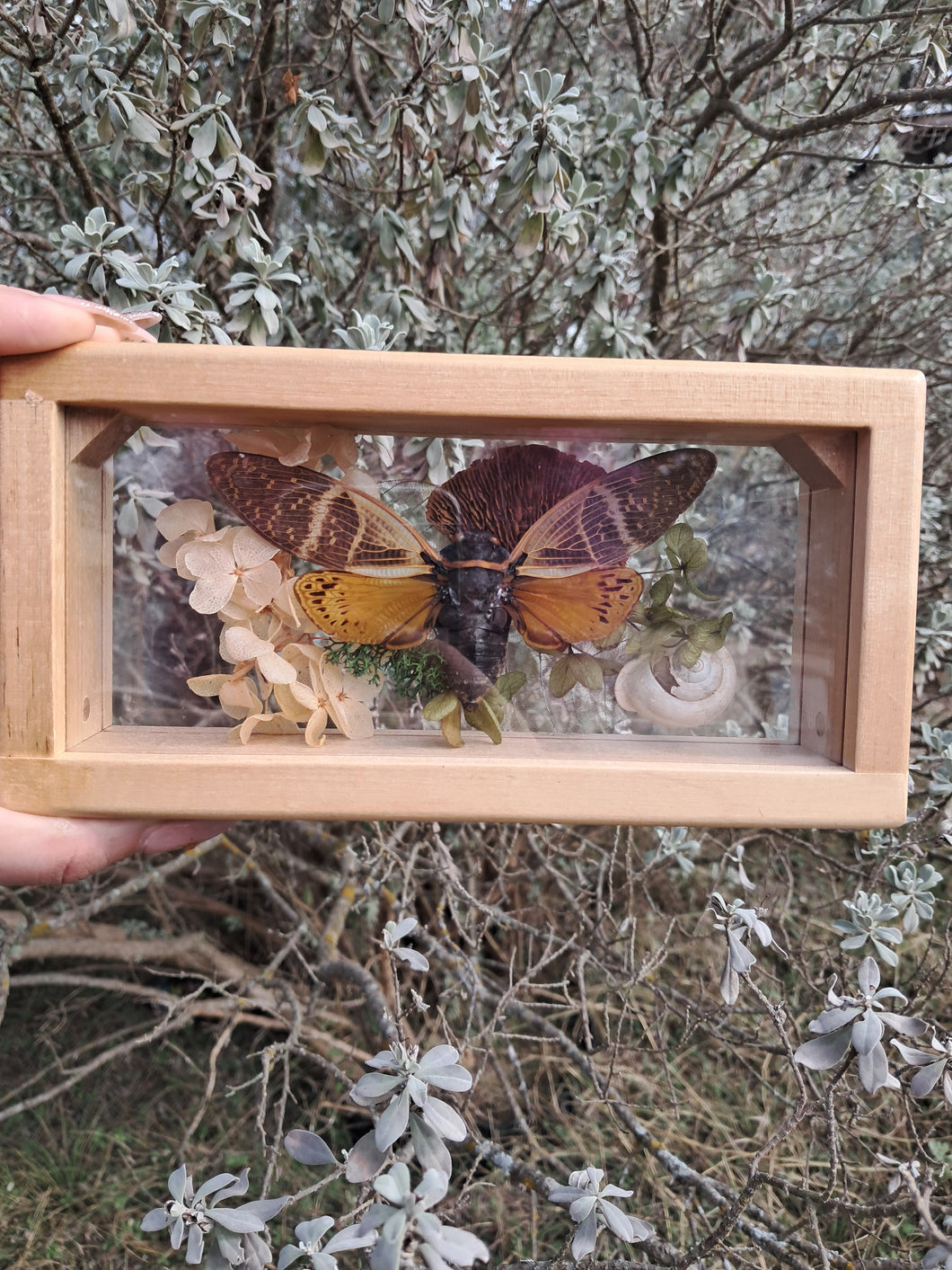 Cicada nature display ✨️