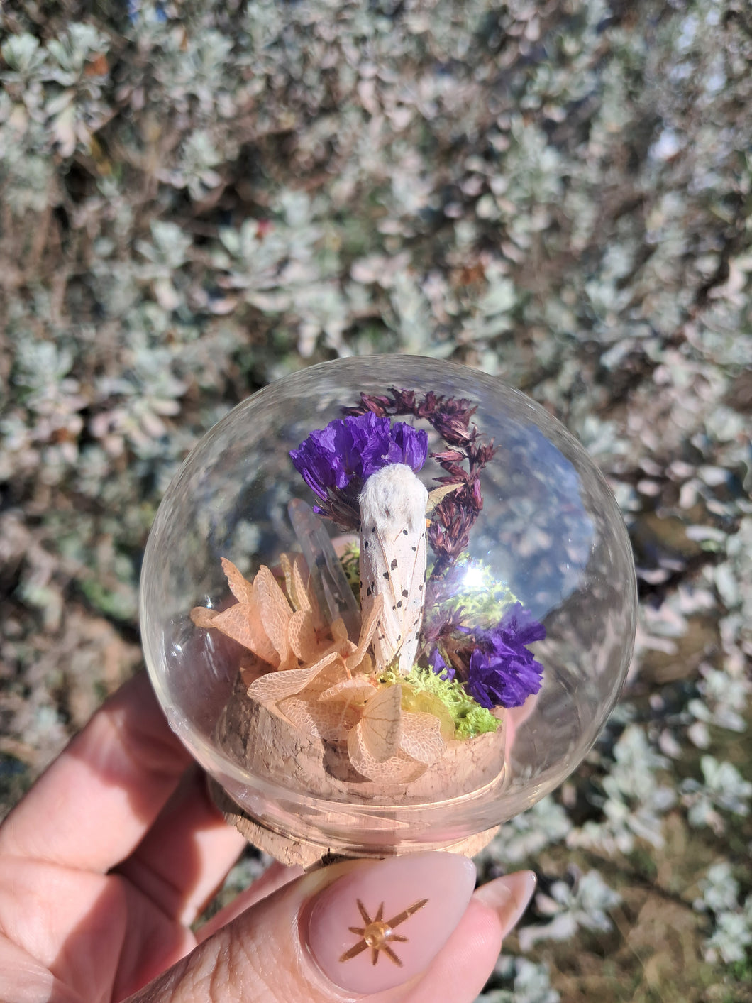 Real leopard moth curio globe terrarium