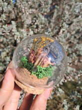 Load image into Gallery viewer, Real flower beetle curio terrarium globe 🪲🌸
