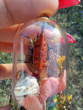 Load image into Gallery viewer, Real orb weaver spider and ladybug terrarium necklace
