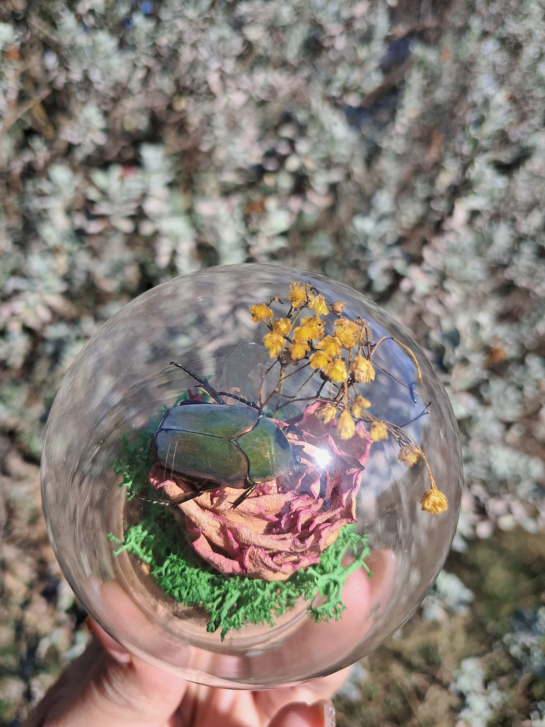 Real flower beetle curio terrarium globe 🪲🌸