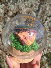 Load image into Gallery viewer, Real flower beetle curio terrarium globe 🪲🌸
