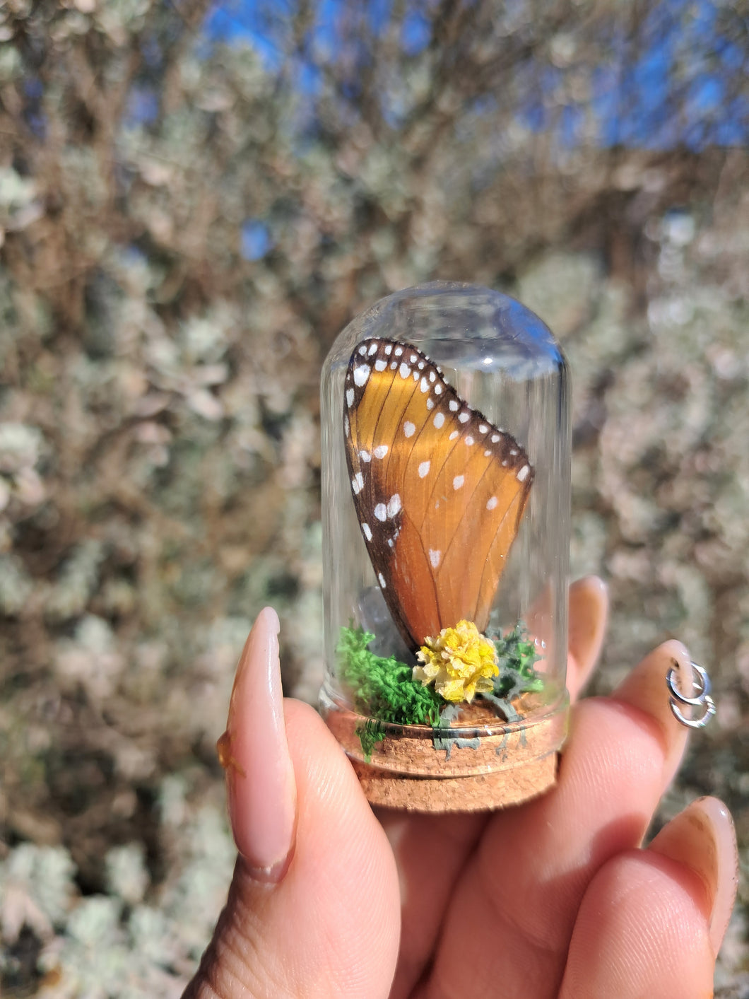 Miniature fairy wing terrariums 🦋🧚‍♂️✨️🌿