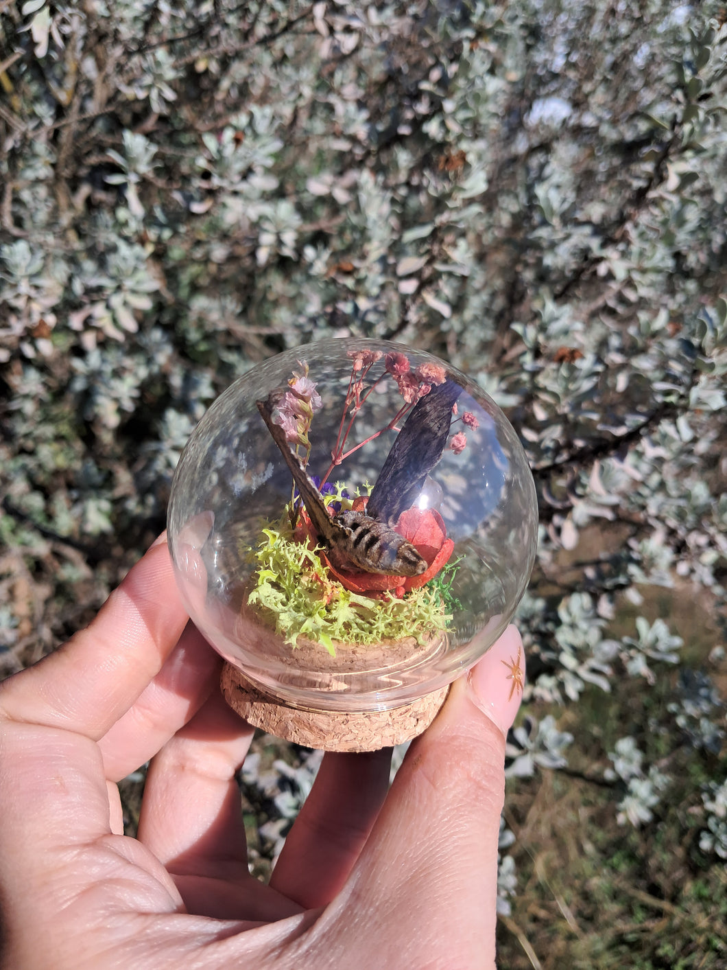 Real hawk moth/ hummingbird moth ethically sourced terrarium curio globe 🌸🌿