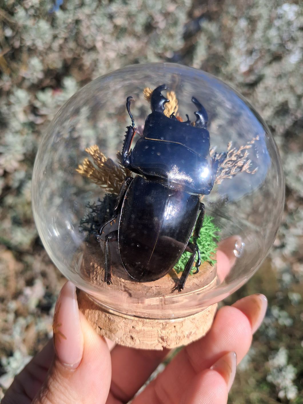 Real stag beetle curio terrarium globe