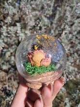 Load image into Gallery viewer, Real flower beetle curio terrarium globe 🪲🌸
