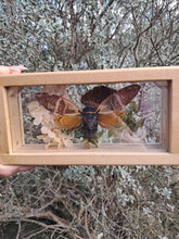 Load image into Gallery viewer, Cicada nature display ✨️
