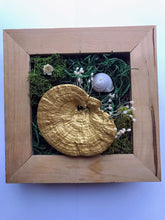 Load image into Gallery viewer, Enchanted Forest Inspired Mushroom Display Shadowbox
