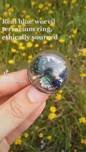 Cargar y reproducir el video en el visor de la galería, Real blue weevil terrarium statement ring bismuth crystal insect art entomology earthy jewelry nature inspired beetle bug flowers curio odd
