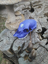 Load image into Gallery viewer, Departed Dreamer Real Skull Bone Art Dream Catcher Iridescent Feathers Blue Angel Aura Quartz Crystal Purple Skull Fragment Dark Art
